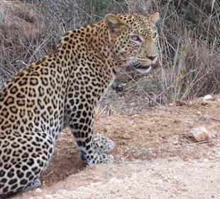 Leopard