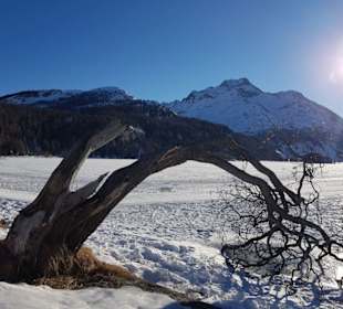 Silser See mit dem Baum