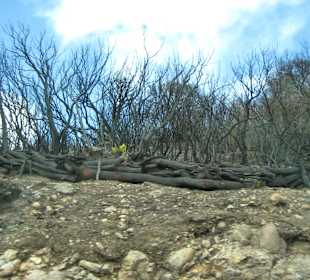 Zeugen des Brandes