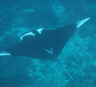 Manta