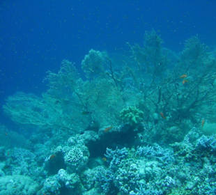 Unterwasserwelt Dahabs