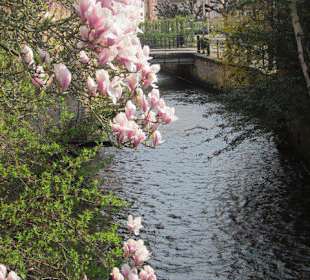 Die Lauter mit Magnolie