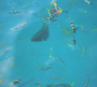 Korallenriff im Marine National Park