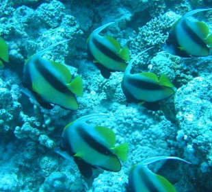 Tauchplatz Poseidons Garden