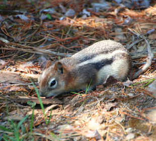 ...der Kamerad ist immer noch da..!