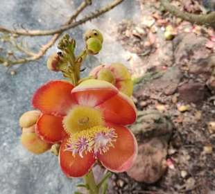 Botanischer Garten Singapur 