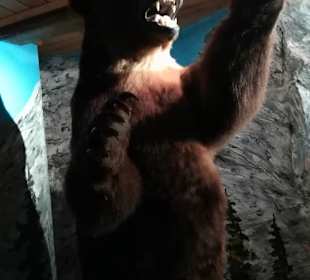 Alpen Wildpark Feld am See