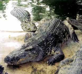 Krokodile schlafen nicht