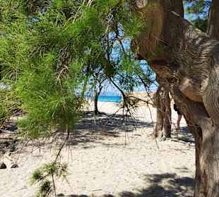 Wandern Can Picafort