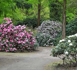 Impressionen aus dem Rhododendronpark Gristede