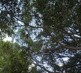 Stadtrundgang Sydney