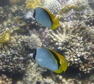 Schnorcheln Marsa Alam