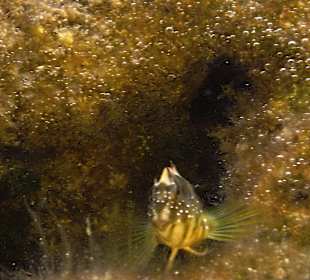 Šnorchlování v oblasti Kalithea