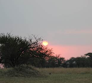 Wildnis pur