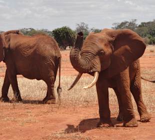 Elefanten in Tsavo-Ost