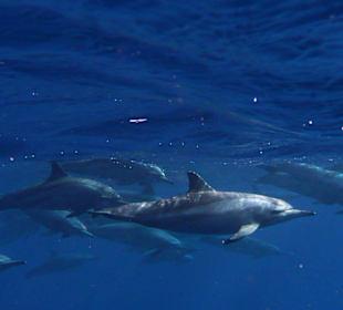 Delphine bei Abu Saile 