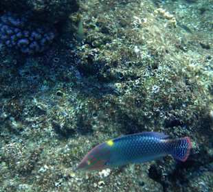 Fische in allen Farben