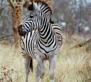 Zebra