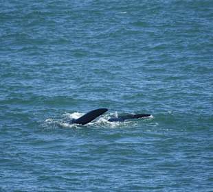 Whale Watching Hermanus
