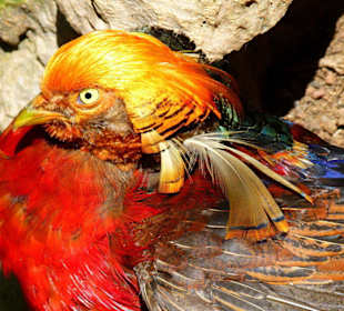 Na, ich bin aber ein hübscher - was?