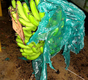 Anschließende Befreiung vom Plastiksack