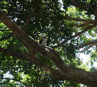 Stadtrundgang Sydney