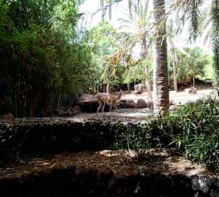Oasis Park - Fuerteventura