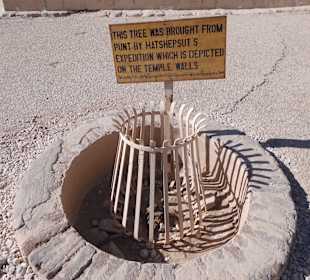 Uralter Holzbaum vor Tempel