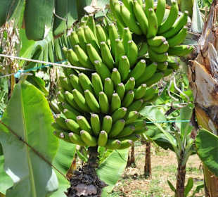 Rundgang über die Fajã dos Padres