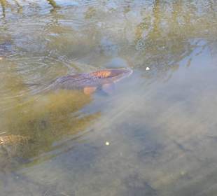 Frühling im Westfalenpark Dortmund