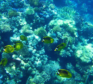 Wunderbare Unterwasserwelt