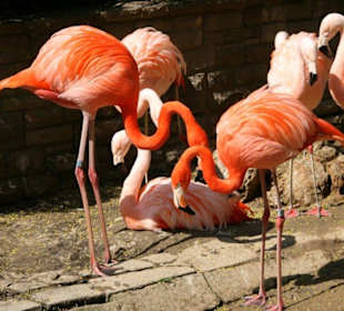 Die ersten Tiere nach dem Eingang