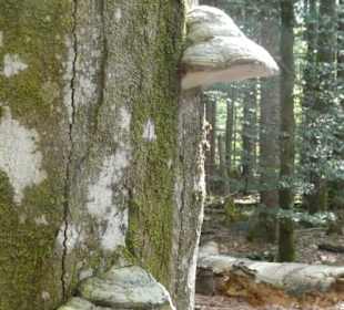 Wunderbare Wanderung am Großen Regen
