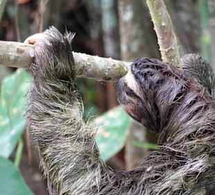 Faultier wirklich hautnah