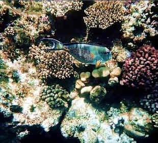 Sohaldoktor im Roten Meer
