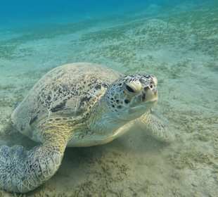 Schnorcheln Abu Dabbab