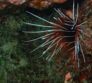Feuerfisch