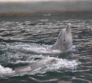 Delfinarium w Warnie