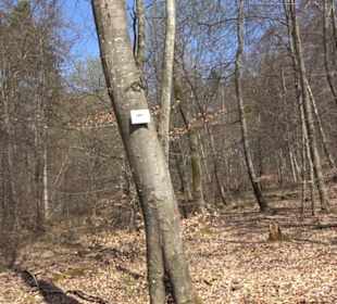 Geologischer Lehrpfad Kirnbachtal