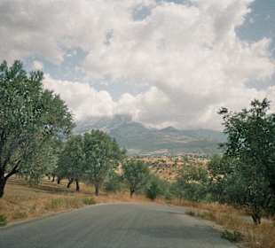 Olivenhain entlang der Strasse nach Steni