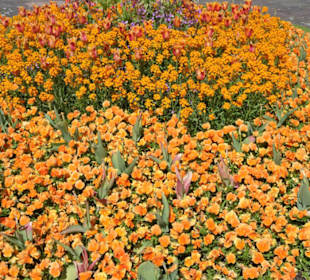 Spaziergang durch den Berggarten Hannover