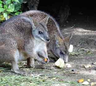 Känguruhs im Zoo Salzburg