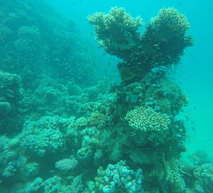 Schnorcheln Makadi Bay