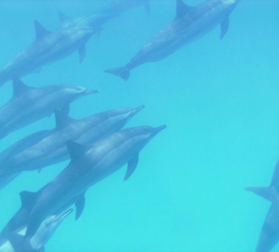 Dolphine House