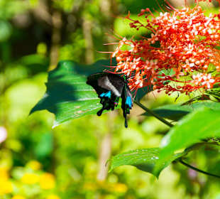 Wunderschöne Schmetterlinge