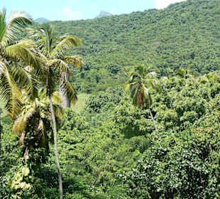 botanischer Garten