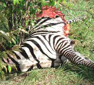 Getötetes Zebra