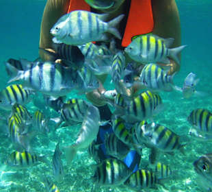 Evanthia beim Fischen füttern