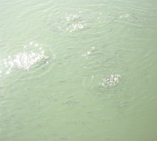 Fluß der in den Hafen fließt