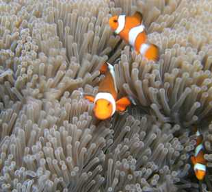 Geniales Schnorchelgebiet - Surin-Island - Thai